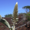 Achyranthes splendens