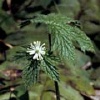 Hydrastis canadensis (goldenseal)