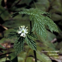 Hydrastis canadensis (goldenseal) - plant habit flower
