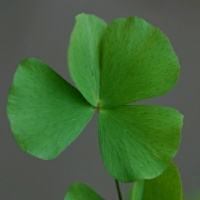 Marsilea villosa leaf