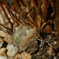 Marsilea villosa sporocarps