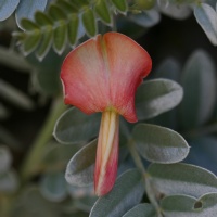 Sesbania tomentosa (ohai) flower - Molokai - Moomomi type