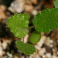 Waltheria indica (seedling; cultivated) - Maui (Hawaii USA)