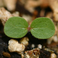 Waltheria indica (seedling; cultivated) - Maui (Hawaii USA)