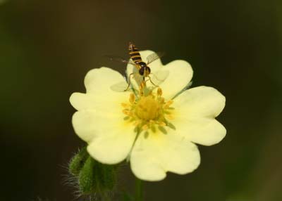 Potentilla