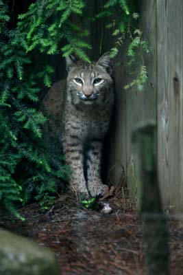 bobcat