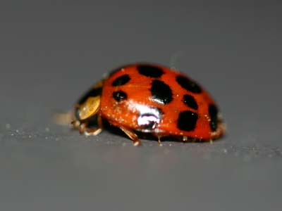 ladybug