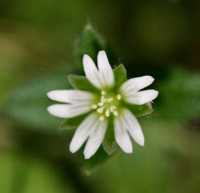 identifying lawn weeds