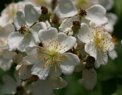 multiflora