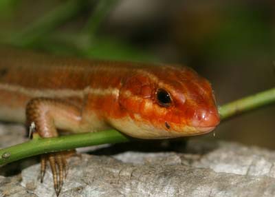 skink