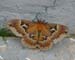 big moth at Lisa's - 20050609_000183_RT8 (Cecropia sp.)