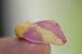 pink and yellow moth - 20050607_009874_RT8 (rosy maple moth: Dryocampa rubicunda)