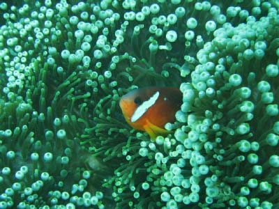 clownfish