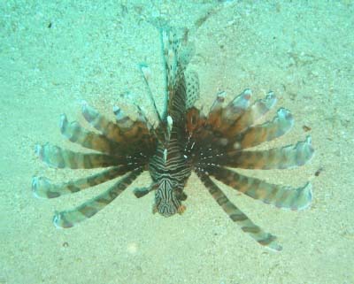 lionfish