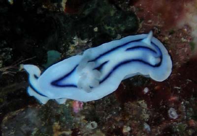 nudibranch